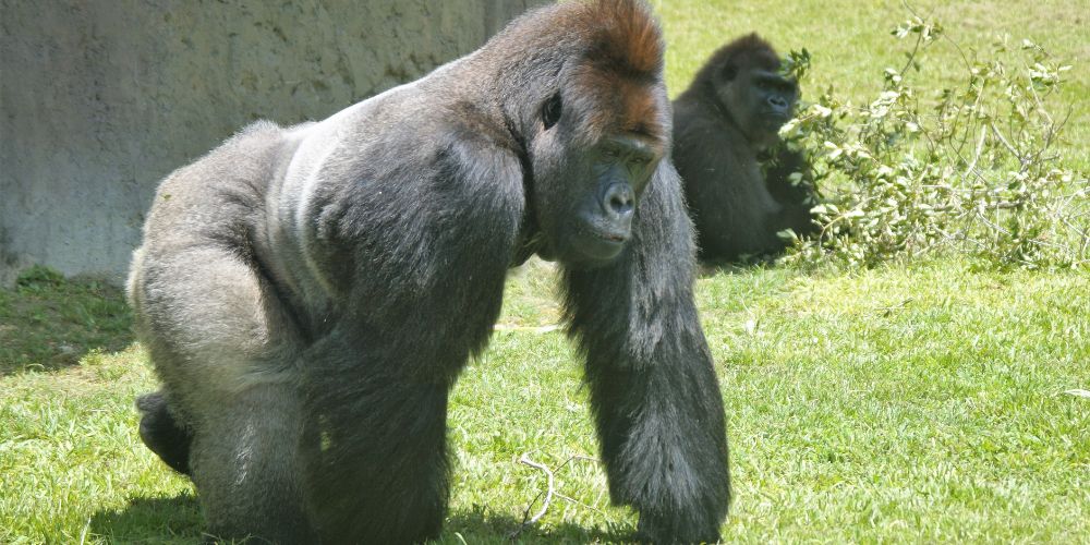 MMA Body Type Ape Index