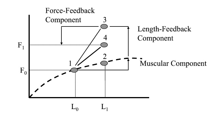 Muscle-Force