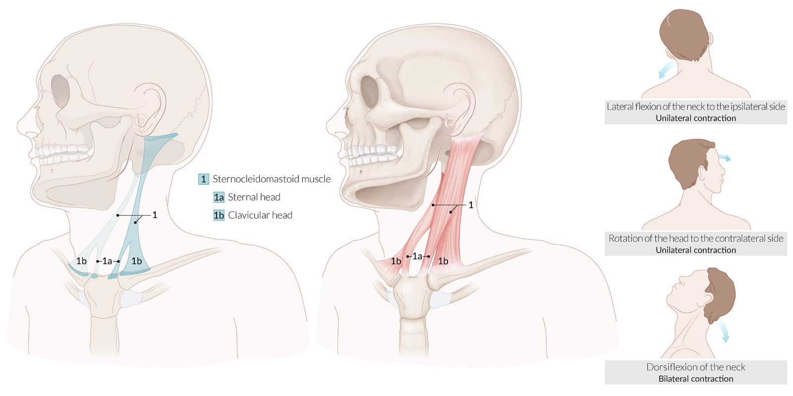 Neck Muscles